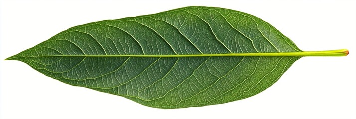 Obraz premium Fresh green leaf with prominent veins and midrib isolated on white background, showing detailed natural texture and pattern of botanical specimen in macro photography.