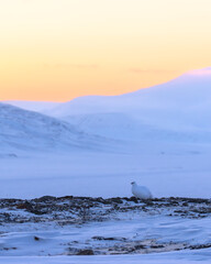 Svalbard ptarmigan in Arctic winter sunrise