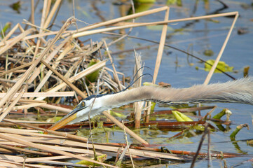 Tricolored Heron's long neck stretched out, capturing a green dragonfly from the reeds at Lake Apopka Wildlife Drive in Florida 