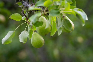 Pears on a branch in a home garden. Close up of pears on a tree branch with a lush garden background. 