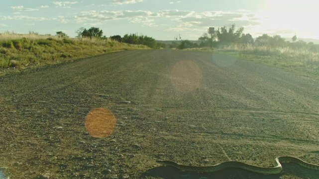 Bull Snake Crawling Accross Dirt Road