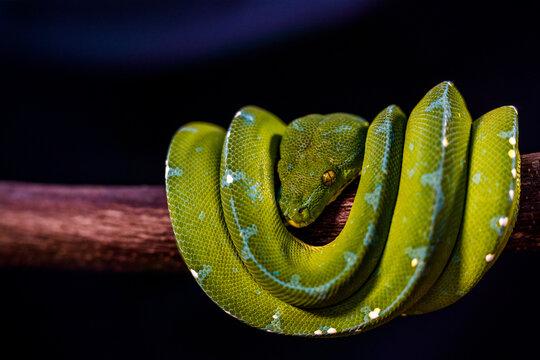 green python on a black background