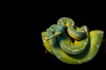 green python on a black background