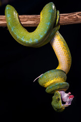 Green python eating a mouse on a black background