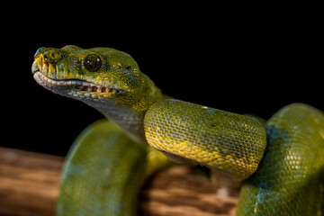 green python on a black background