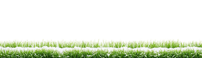 Obraz premium fresh winter snow-covered green grass isolated on white background