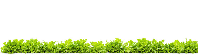 Obraz premium fresh spring green lettuce garden isolated on white background