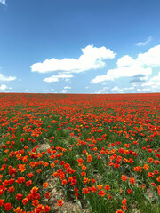 Field of red poppies under blue sky. Spring landscape. Leisure, travel, tourism.	