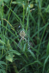 Spider in web, background, nature, summer