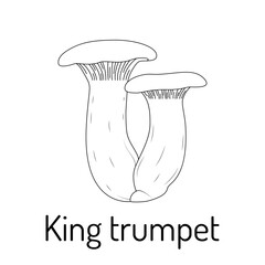 Hand drawn illustration of King Trumpet mushroom. Black and white line art with two detailed mushrooms. Perfect for culinary design, botanical art and natural food concepts.