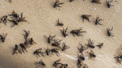 Sticky Fly Tape with Dead Flies