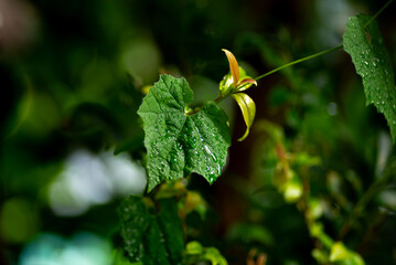 雨に濡れた葉っぱ