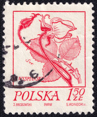 Polish postage stamp issued in 1972, featuring a botanical illustration. The monochrome red design showcases a stylized flower and leaves.