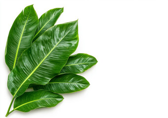 Obraz premium Lush Green Tropical Leaves on White Background