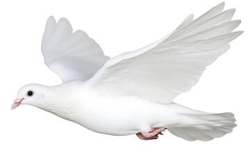 Obraz premium White Dove in Flight for Isolated Background.