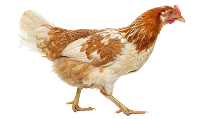 Fototapeta premium Full body chicken hen standing isolated transparent background