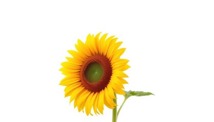 Fototapeta premium A vibrant, fully bloomed sunflower isolated against a pure white background, stem, detail