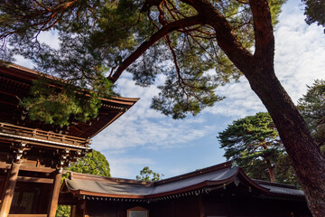 Traditional wooden rooftops of Meiji Shrine in Tokyo seen from an unusual angle with lush pine trees and delicate architectural details blending harmoniously with the natural surroundings