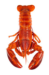 Cooked Lobster with Claws and Antennae Isolated on Transparent Background