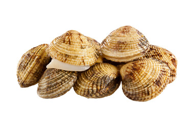 Fresh clams posing on transparent background