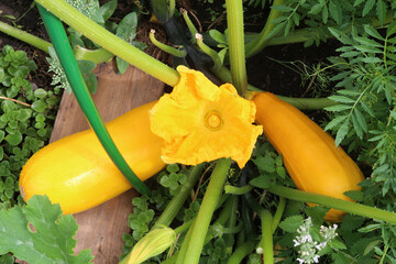 Zucchini grow in the garden, outdoors. Ripe yellow squash in the garden are organic vegetables