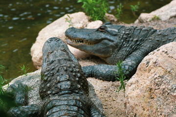 Two Alligators Close-Up