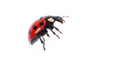 A detailed, isolated image of a ladybug with striking red wings and black spots, set against a transparent background.
