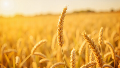 Fototapeta premium Golden wheat stalk isolated in vibrant field, nature's bounty