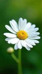Obraz premium Delicate chamomile flower, white petals, yellow center , fresh, nature, vibrant
