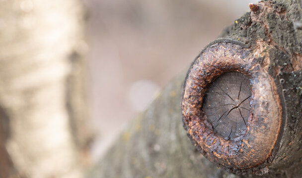Close up of healing tree branch showing pruning technique