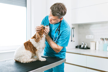 Male veterinarian checking the dog's eyes during a general wellness exam in the veterinary clinic. Pet ophthalmologist concept.