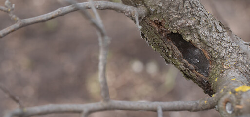 Damaged bark showing signs of disease on tree branch