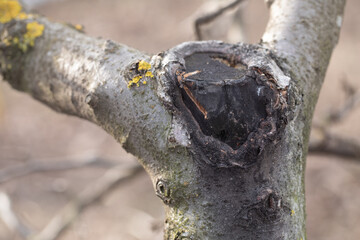 Tree branch showing healing after pruning cut