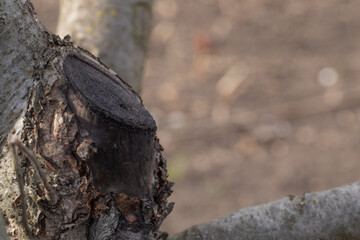 Tree surgeon applying grafting seal to freshly cut branch