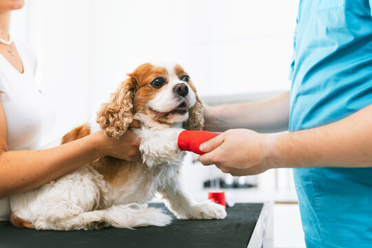 Veterinarian wrapping a bandage around an injured dog's leg with the assistance help of a veterinary technician.
