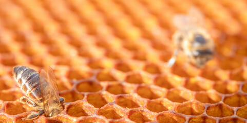 Honey bees working on honeycomb in apiary producing honey