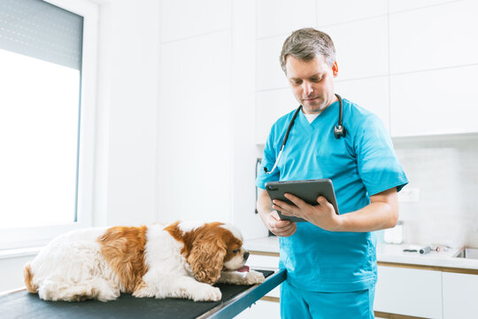 Veterinarian looking at lab results and the medical chart of his patient, a cute dog on the table for examination. Vet visit concept.