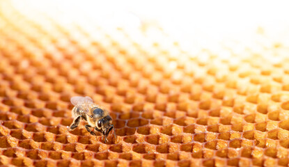Honey bee walking on honeycomb in bright sunlight