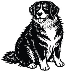 Black and White Bernese Mountain Dog Sitting – Vector Illustration Isolated on White Background for Pet and Breed Artwork, Bernese Dog Vector, Mountain Pet Art, Sitting Dog Illustration



