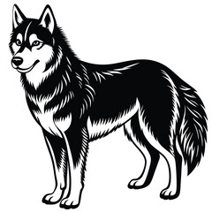 Black and White Husky Dog – Vector Illustration Isolated on White Background for Pet, Breed, and Design Use, Husky Dog Vector, Black White Pet, Siberian Dog Art
