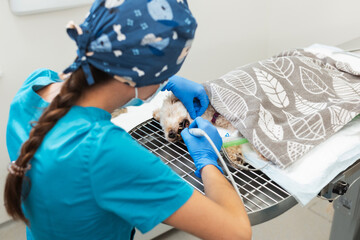 Veterinary dentistry and oral surgery team during intervention on pet animal under anesthesia. Vet...