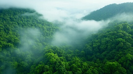 Lush green mountains enveloped in mist, serene nature landscape showcasing rich vegetation and tranquil atmosphere.