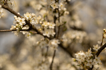 Abundant White Blossoms in Spring