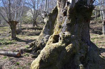 Fototapeta premium Viejos castaños de Sierra del Caurel, Lugo, Spain