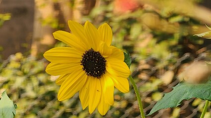 selective focus view of Sunflower (Helianthus annuus) blooming in a garden