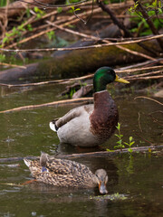 Pair of mallards