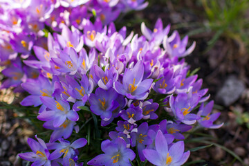 crocus flowers in the garden -  spring flowers