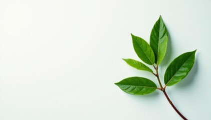 Fototapeta premium A single branch with leaves on a clean white surface, isolated in space, leafy, plant life