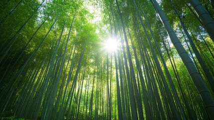Fototapeta premium A dense bamboo forest with sunlight filtering through the tall, green stalks. 