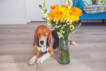 cute beagle dog and bouquet of flowers